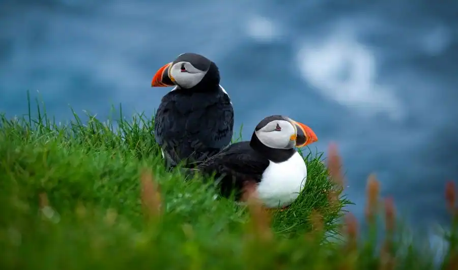 two cute Atlantic puffin sitting in grass