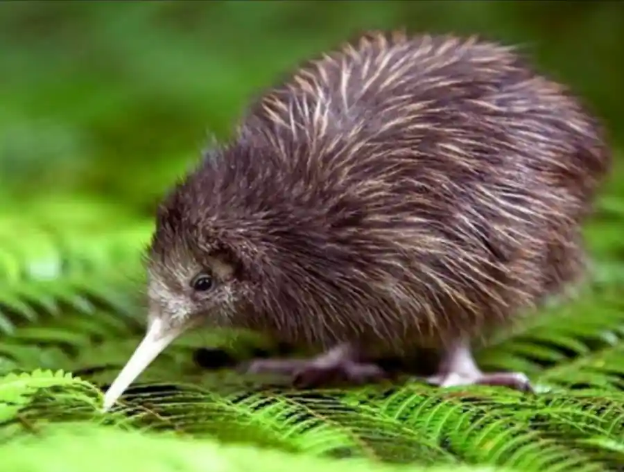 a cute kiwi walking on green leaves