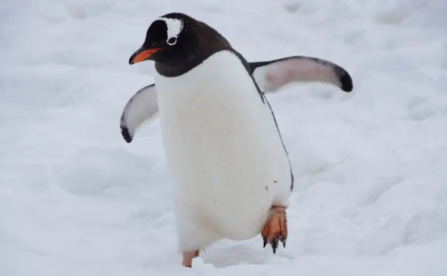 a cute penguin walking on snow