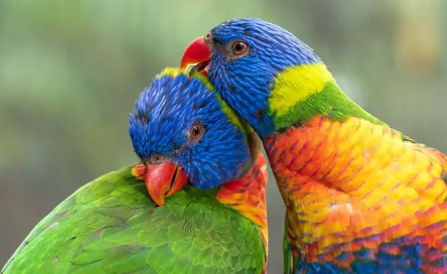 two rainbow lorikeet birds with vibrant green, blue, yellow, red, and orange hues