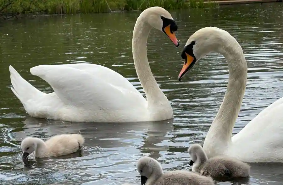 cute white swan family on body of water during daytime