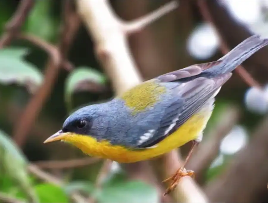 a cute tropical parula on a branch of a tree